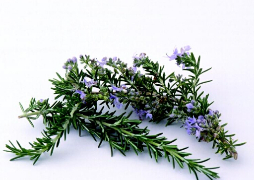 迷迭香的功效與作用-迷迭香怎么養(yǎng)?