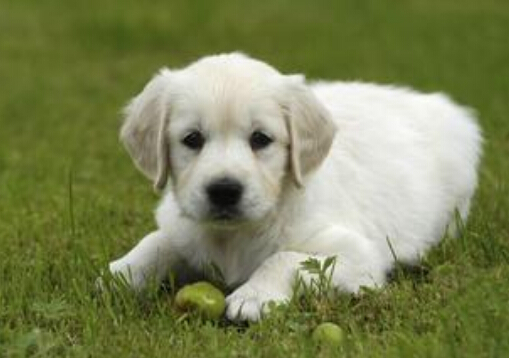 小狗嘔吐怎么回事?小狗拉稀嘔吐怎么辦?