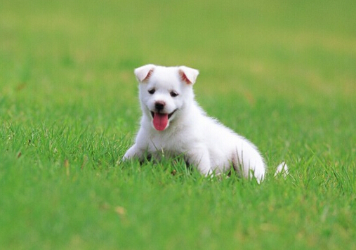 小狗翻腸子怎么回事?小狗翻腸子怎么辦?