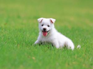 小狗翻腸子怎么回事？小狗翻腸子怎么辦？