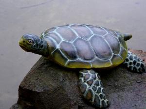 烏龜眼睛睜不開怎么辦?烏龜眼睛睜不開怎么回事