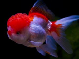 金魚吃什么？金魚吃多了怎么辦？