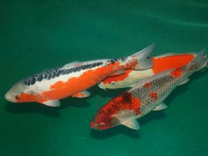 錦鯉魚(yú)怎么養(yǎng)?如何對(duì)錦鯉魚(yú)進(jìn)行魚(yú)病防治?