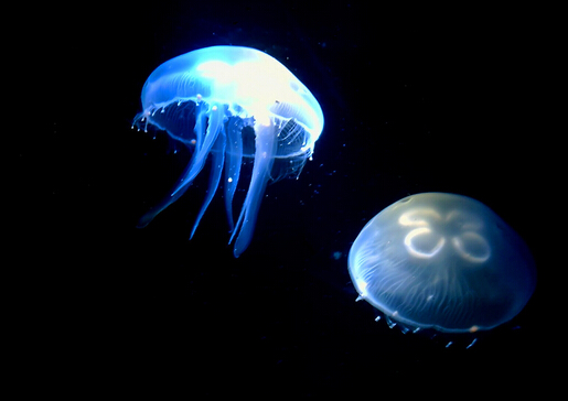 水母怎么養?水母是怎么運動的?