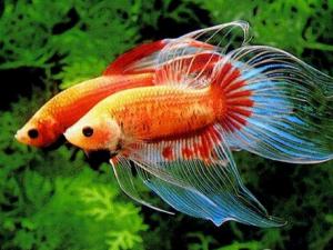 斗魚怎么養?斗魚養殖的注意事項