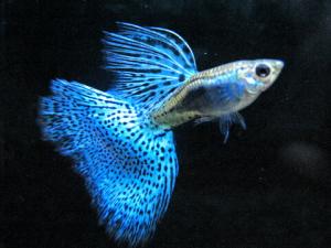 孔雀魚怎么養？孔雀魚爛尾怎么辦？