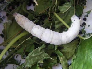 蠶寶寶怎么養？如何喂養蠶寶寶？