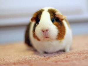 荷蘭豬怎么養?荷蘭豬的養殖方法