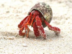 寄居蟹怎么養(yǎng)?養(yǎng)殖寄居蟹注意事項(xiàng)