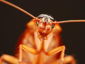 蟑螂怎么消滅?滅蟑螂最有效的方法