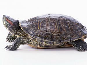 巴西龜的介紹-巴西龜怎么養?