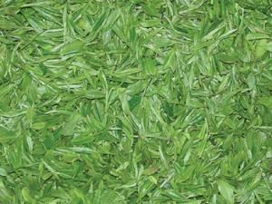 綠茶如何存放?存儲綠茶的忌諱與注意事項