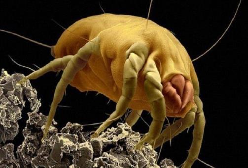 如何有效除螨蟲 除螨蟲最有效的方法