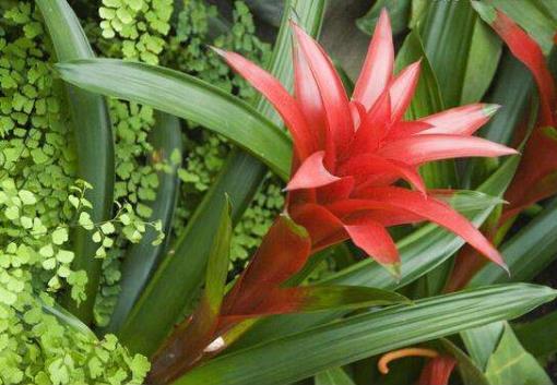 自制有機(jī)肥有很大的臭味怎么辦