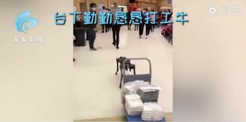 春晚后臺是怎么送盒飯的 春晚機器牛臺上酷炫表演臺下拉車送盒飯