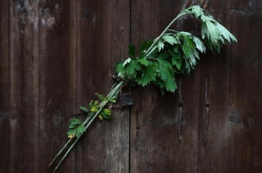 端午掛艾草是干什么用的?端午節(jié)什么時候掛艾草最合適?