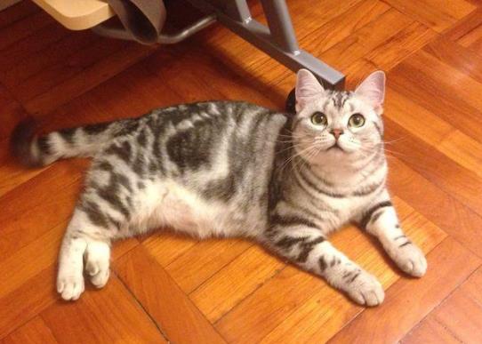 貓得了心臟病能活多久?美短心臟病猝死的前兆