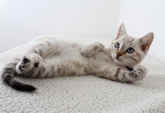 被貓抓勾破一點要打針嗎?貓抓傷到什么程度要打狂犬疫苗?