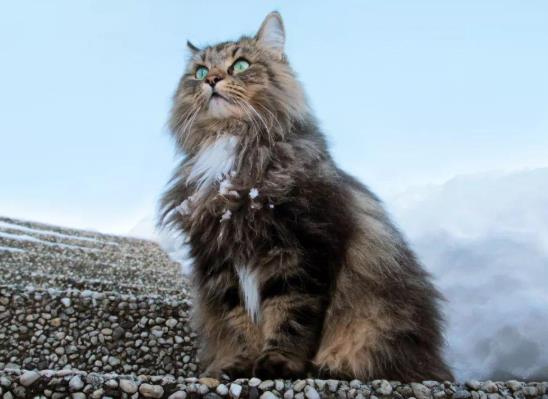 被貓抓勾破一點要打針嗎?貓抓傷到什么程度要打狂犬疫苗?