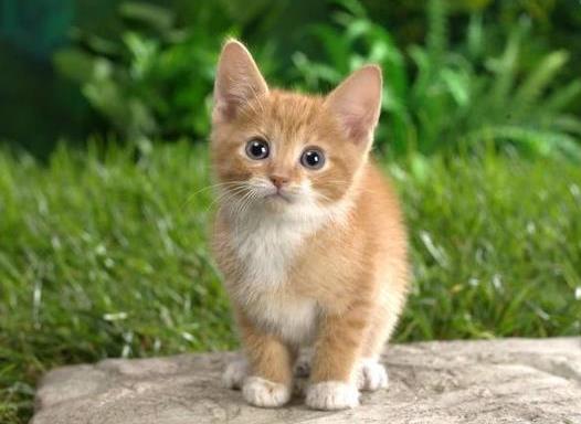 被貓抓勾破一點要打針嗎?貓抓傷到什么程度要打狂犬疫苗?