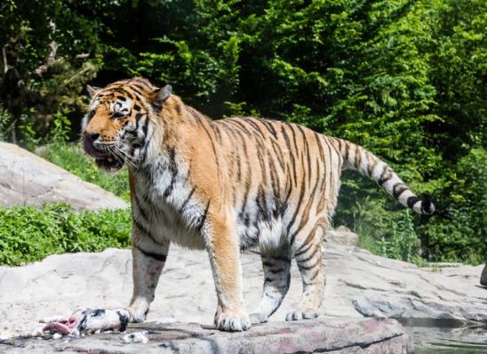 2022年屬虎女本命年應(yīng)該佩戴什么首飾好,虎年本命年女性帶什么轉(zhuǎn)運(yùn)