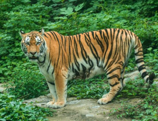 2022年屬虎女本命年應(yīng)該佩戴什么首飾好,虎年本命年女性帶什么轉(zhuǎn)運(yùn)