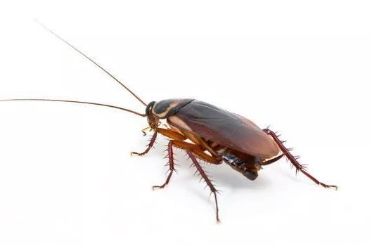 蟑螂為什么會飛來飛去的?蟑螂卵怎么徹底清除?