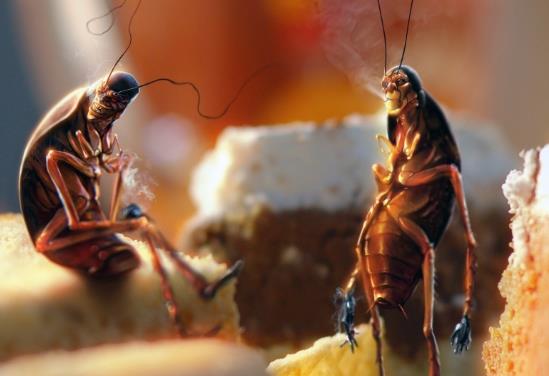 家庭怎么防治蟑螂?蟑螂是如何進(jìn)入家里的?