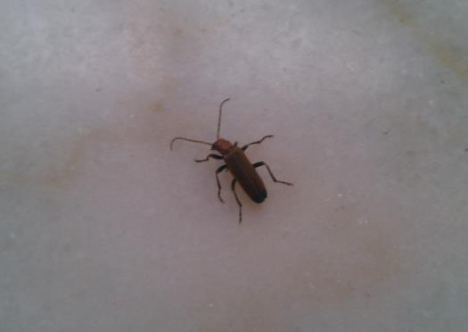 蟑螂爬到床上會咬人嗎?怎么區分雌雄蟑螂?