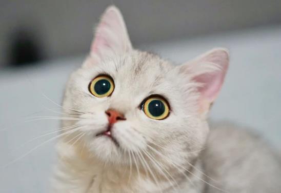 怎樣去除屋子里貓臭味?貓尿染黃的白衣服怎么辦?