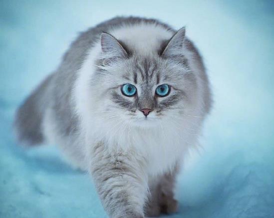 ?室內養貓如何防止臭味?貓的尿漬在衣服上如何洗干凈?