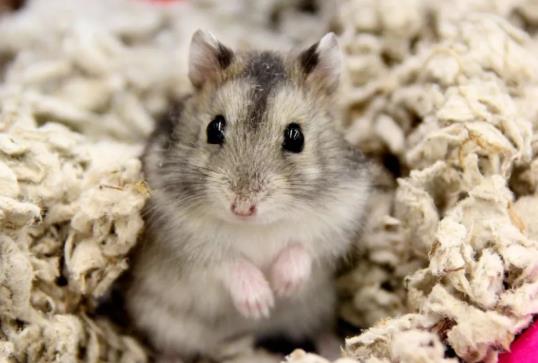 ?倉鼠吃小魚干會上火嗎?為什么倉鼠也會吃自己的便便?