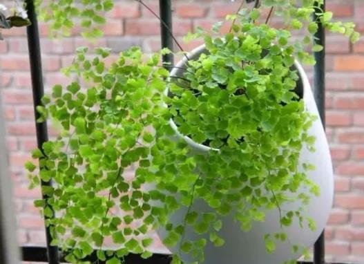 千葉吊蘭植株干枯怎么辦?千葉吊蘭爛根后怎么處理