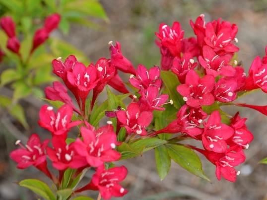 錦帶花養(yǎng)久了會變色嗎?錦帶花有休眠期嗎