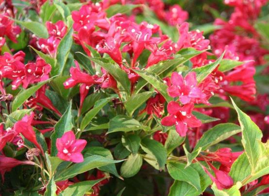 錦帶花養(yǎng)久了會變色嗎?錦帶花有休眠期嗎