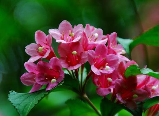 錦帶花養(yǎng)久了會變色嗎?錦帶花有休眠期嗎