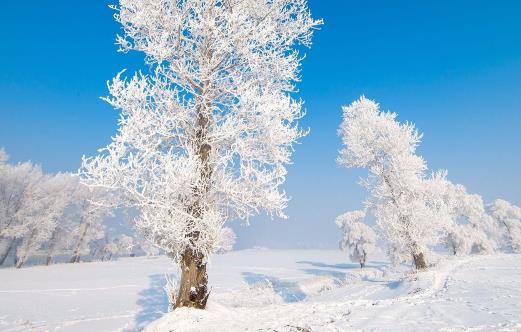 進九到九九一共多少天 進九后如何食補