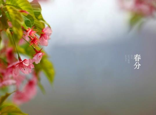 清明節(jié)是春分后多少天?2022年春分過后白天長還是黑夜長