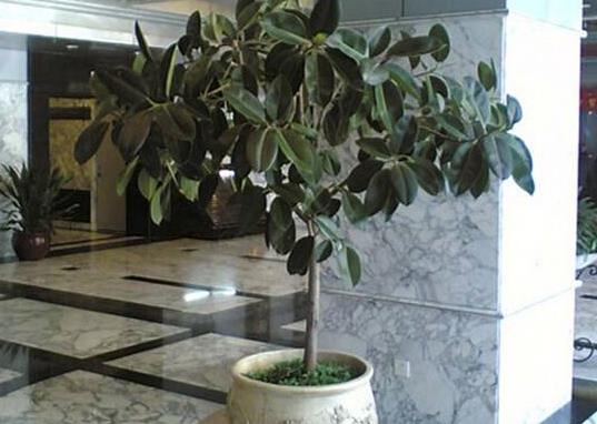 橡皮樹除甲醛效果好嗎?橡皮樹冬季能露天養殖嗎