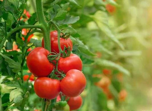 ?西紅柿做花肥要發酵多久?西紅柿怎么做花肥