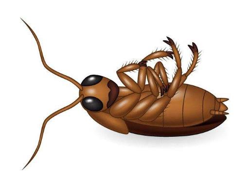 被蟑螂咬了怎么辦?為什么蟑螂有抗藥性