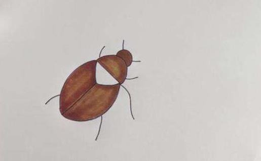 被蟑螂咬了怎么辦?為什么蟑螂有抗藥性