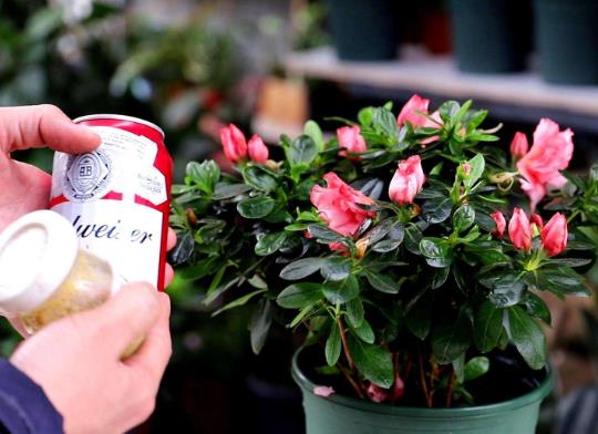 洗衣粉水澆花會燒死嗎?涼白開澆花好還是生水澆花好