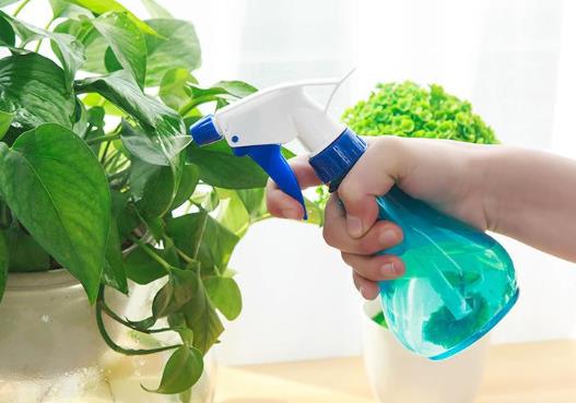 開水放冷了可以澆花嗎?洗衣粉水澆花可以殺蟲嗎