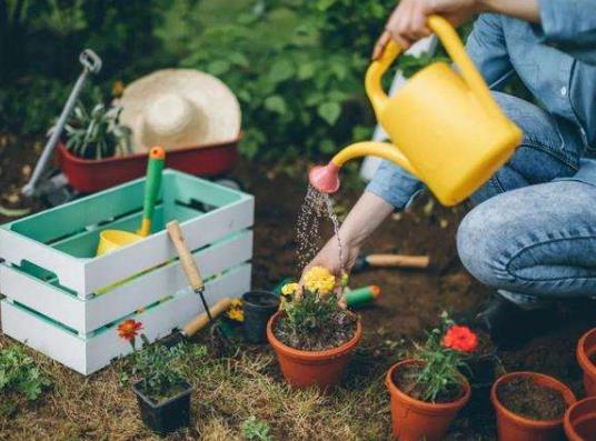 什么時候澆水比較好?橘子皮澆花須注意什么