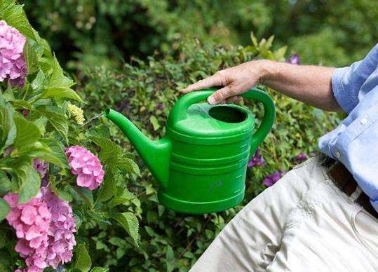 洗衣粉水澆花會燒死嗎?涼白開澆花好還是生水澆花好