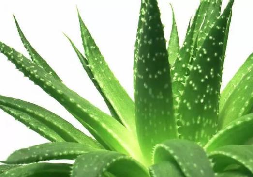 自己養珍珠蘆薈怎樣養長得旺盛?蘆薈不澆水能活多久