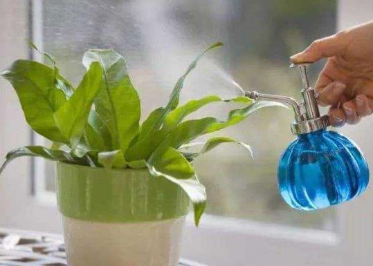 淘米水沒發酵澆花了怎么辦?給花澆水的注意事項