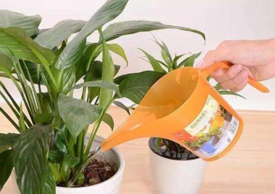 什么時候澆水比較好?橘子皮澆花須注意什么