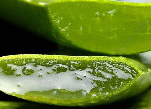 自己養珍珠蘆薈怎樣養長得旺盛?蘆薈不澆水能活多久